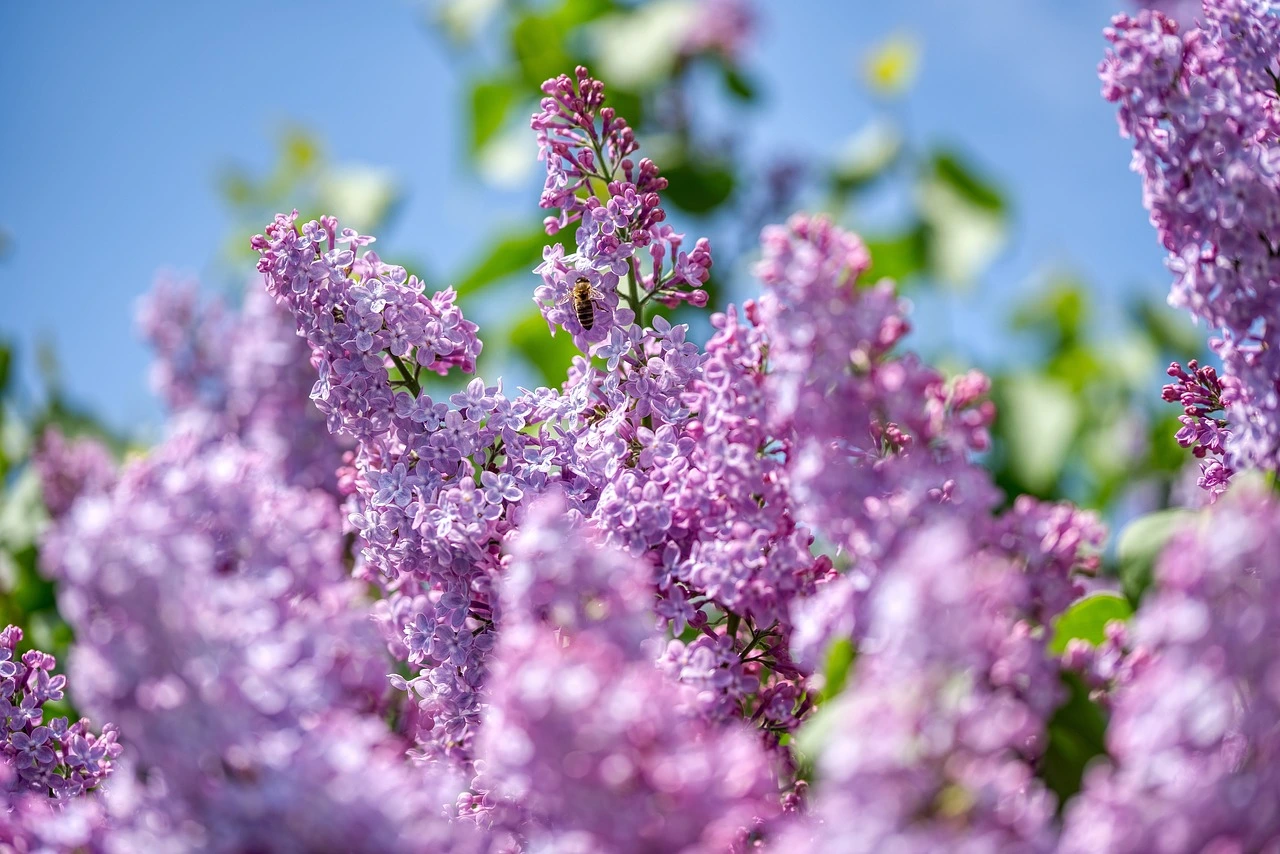 Lilac Tree