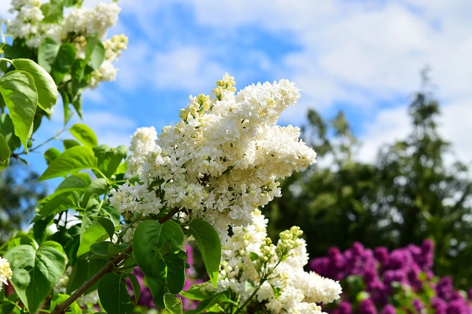 Lilac Tree